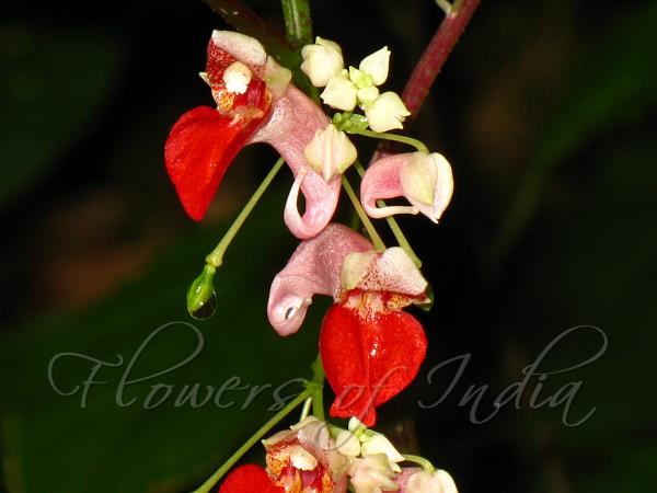 Redwing Balsam